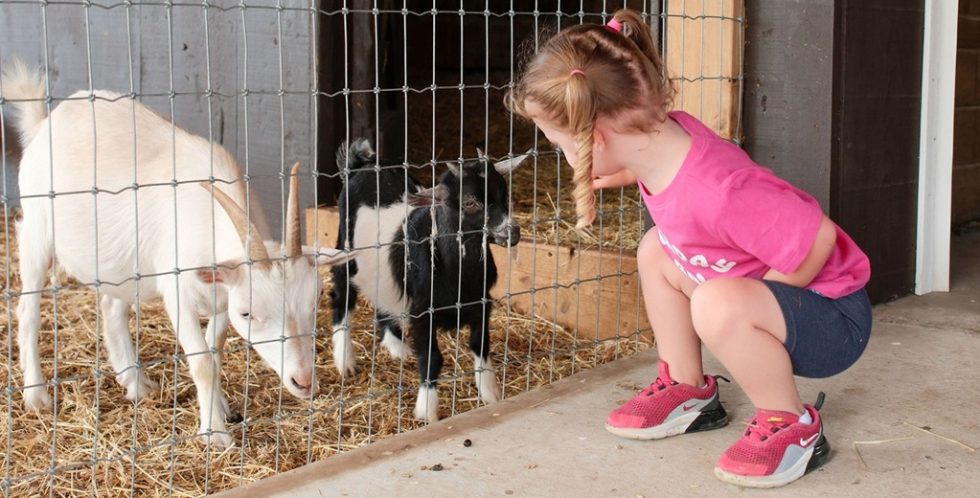 Spring Redge Farm Springridge Farm Fun Farmyard Showcase | Ontario Agritourism