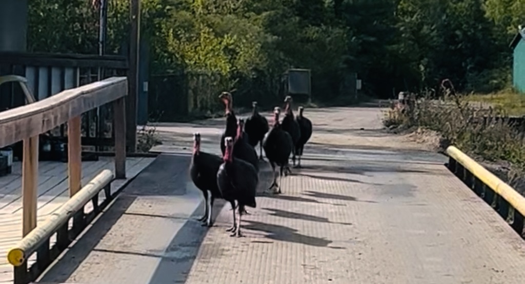 Turkey's Crossing Bridge