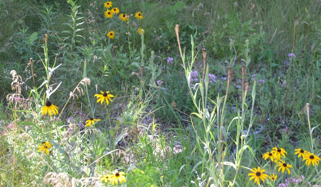 Flower Garden