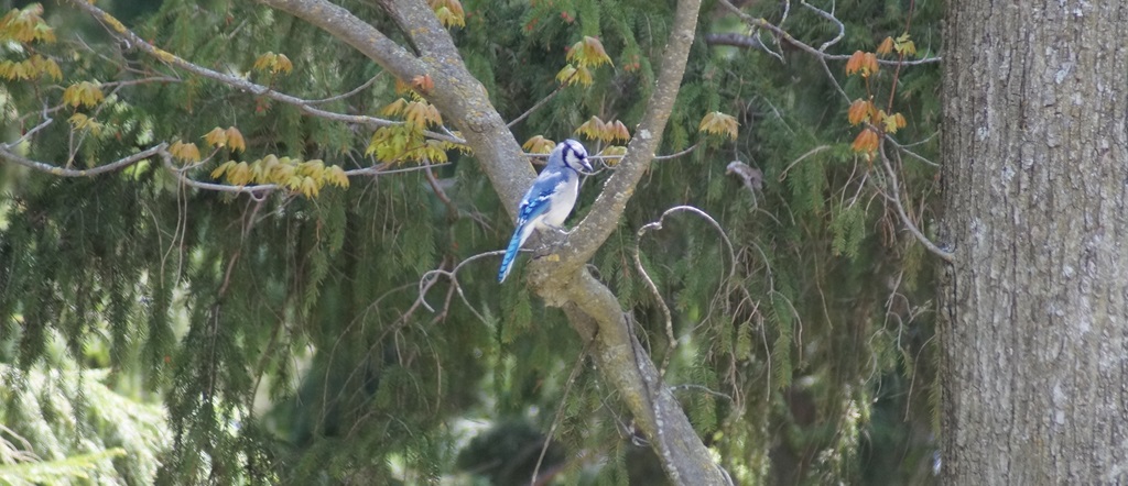 Blue Jay in Park
