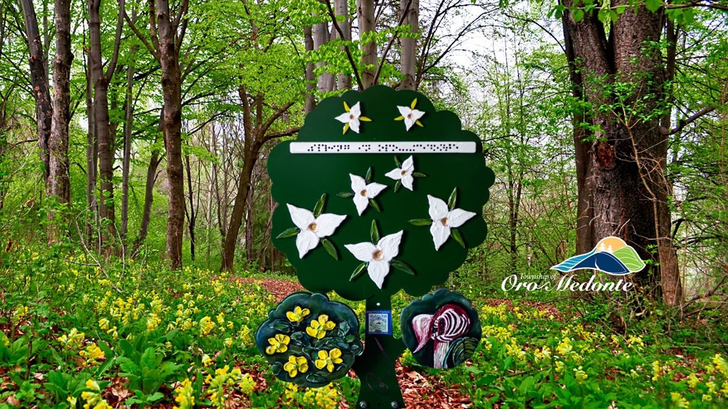 Trilliums