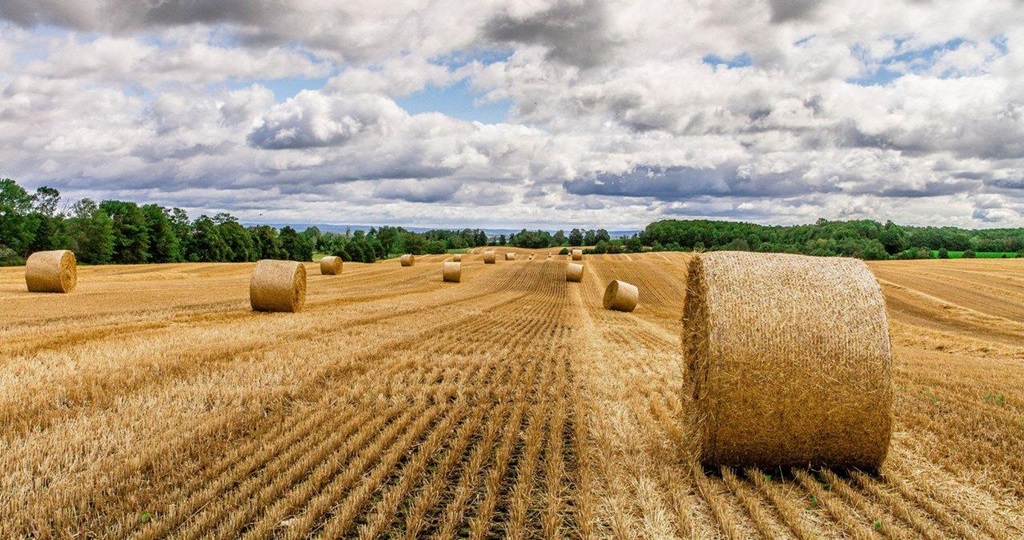 Hay Field
