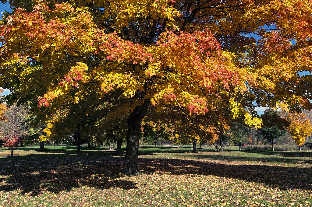 Park in Fall