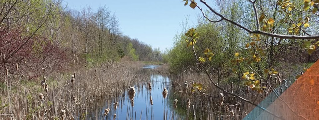 Stream