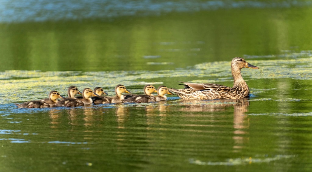 Duck Family Swimming in a Row