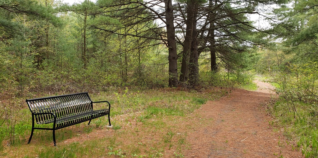 Bench and Trail