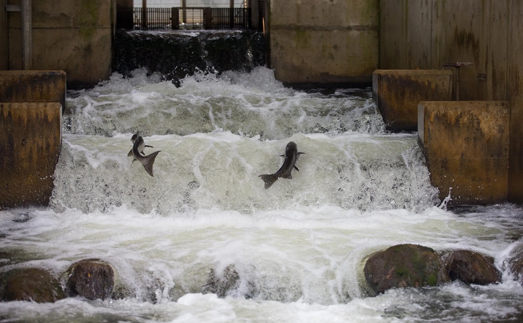 Fish Ladder