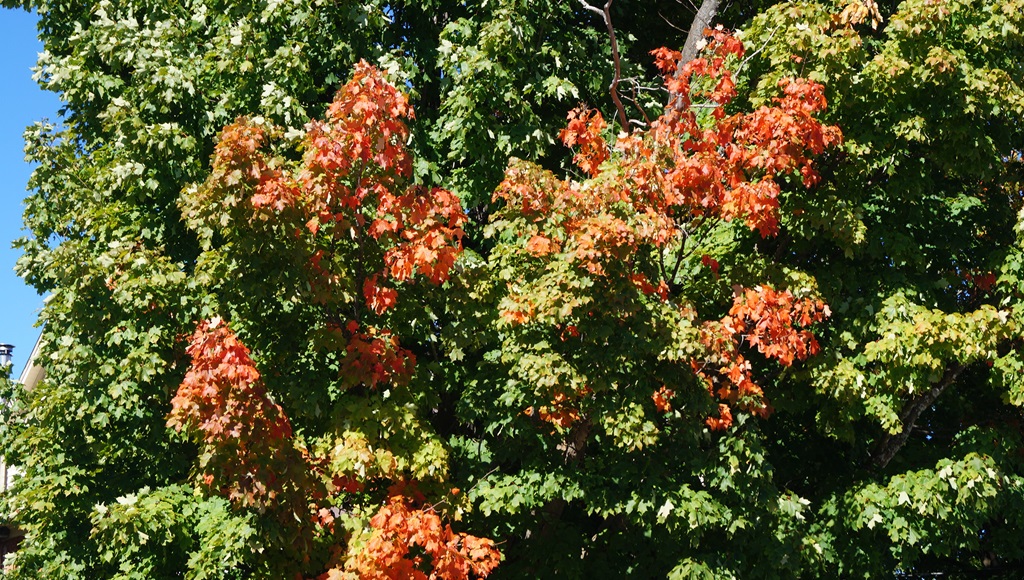 Fall Scene