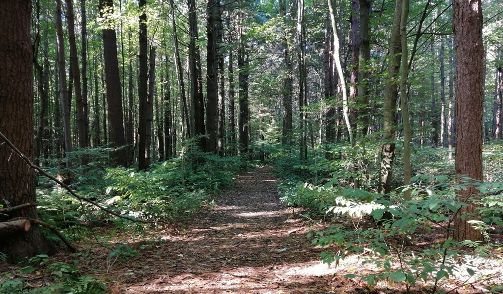 Forest Path