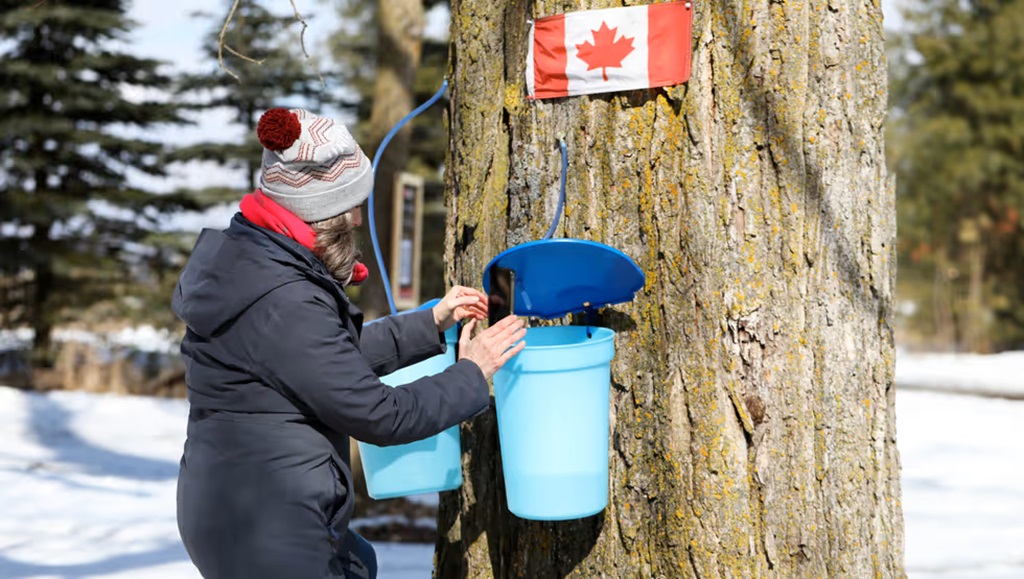 Gathering Maple Syrup