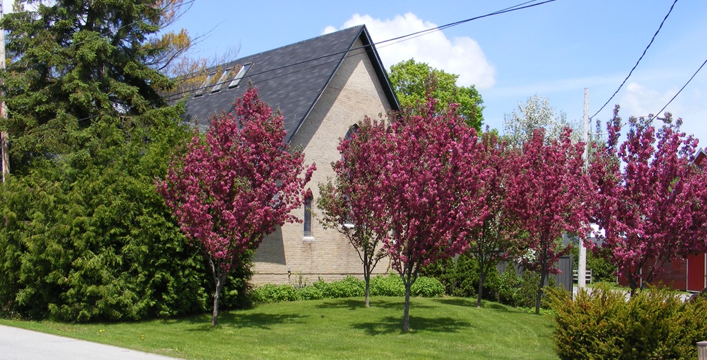 Lilac Trees