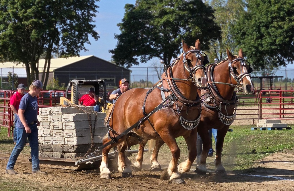 Heavy Horse Pull - Harriston-Minto Fall Fair