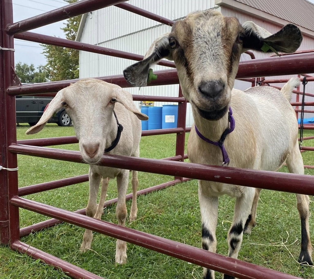 Goats - Houghton Fair