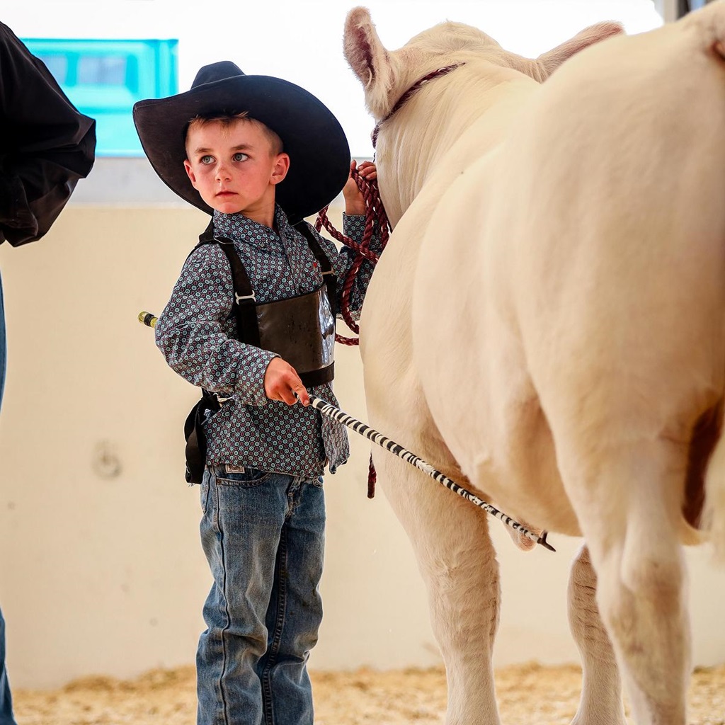 Cattle Show - Lindsay Exhibition