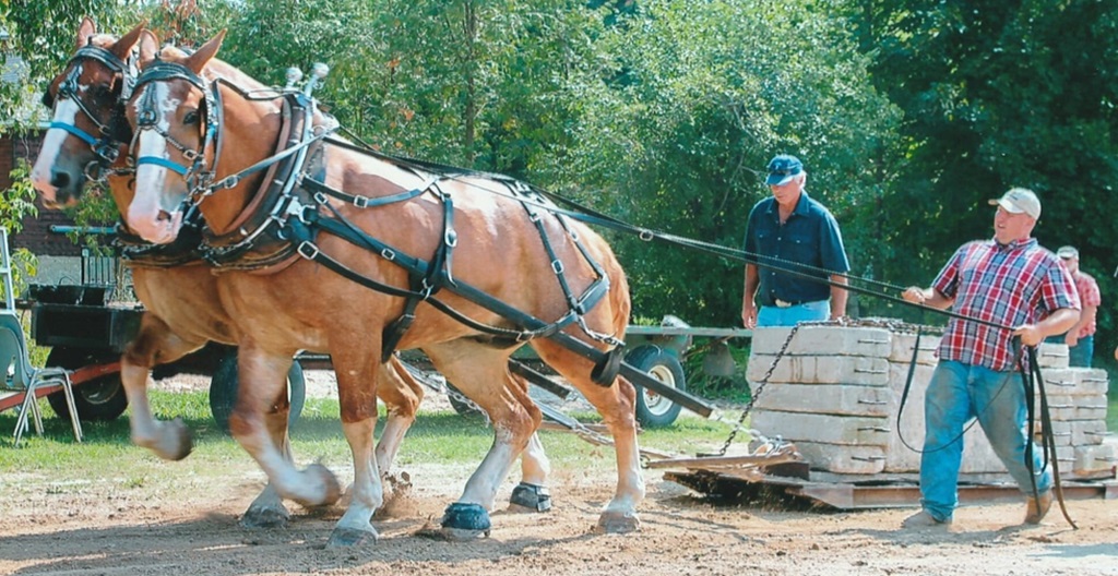 Heavy Horse Pull - Markham Fall Fair
