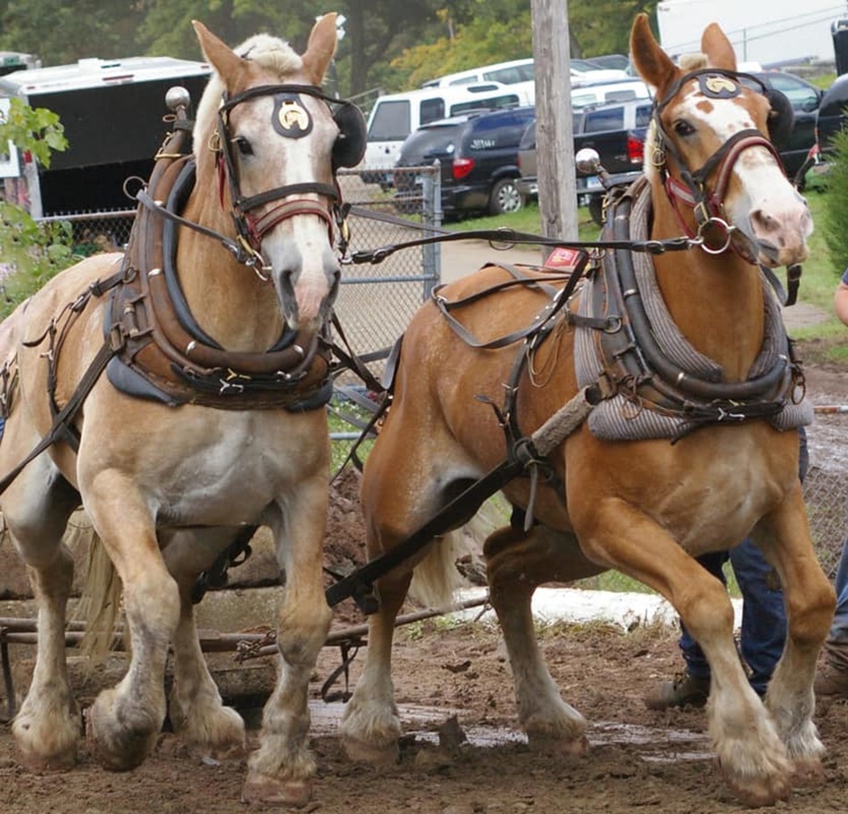 Heavy Horses - Marmara Fair