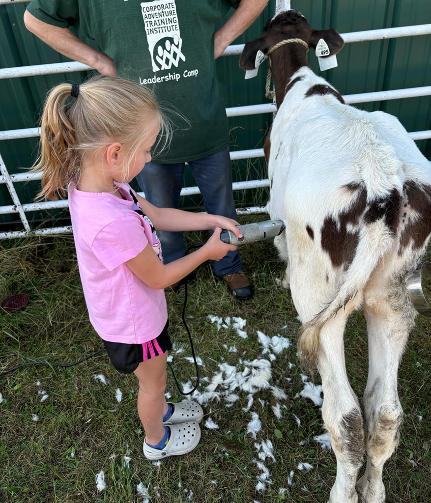 Cattle Show - Massey Fair