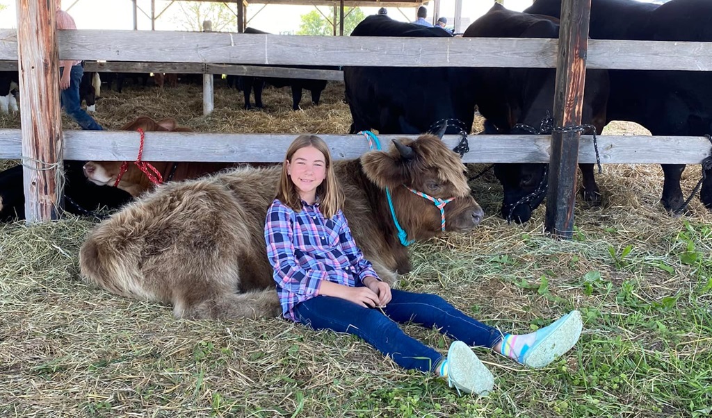 Cow Resting - Melbourne Fall Fair