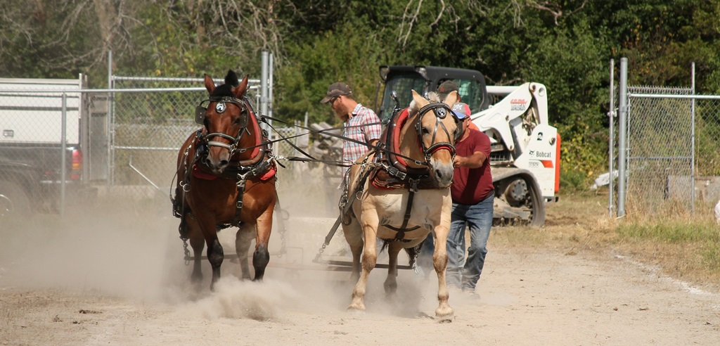 Heavy Horse Pull - Odessa Fair
