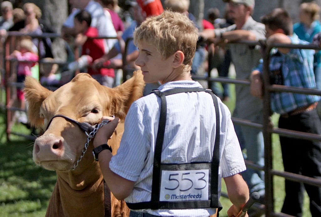 Cattle Judging - Petrolia and Enniskillen Fall Fair