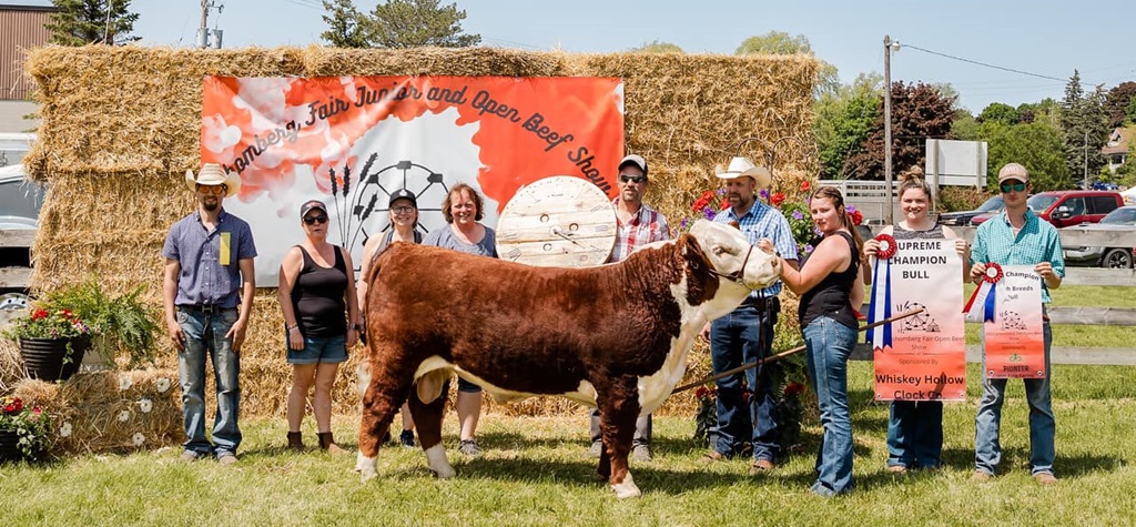 Champion Bull - Schomberg Spring Fair