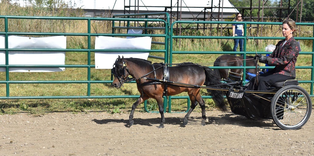 Miniature Horse and Trap - Stratford Fall Fair