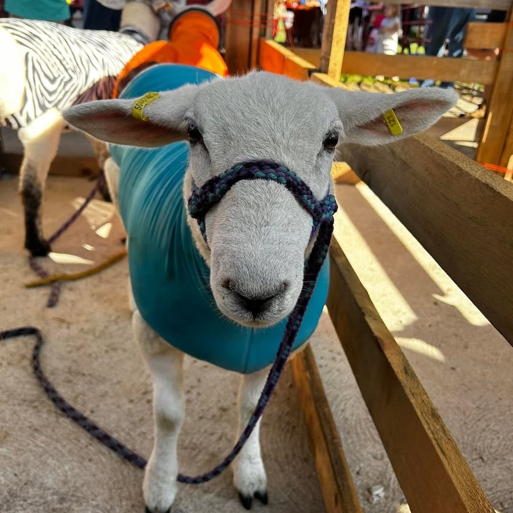 Sheep Show - Sydenham Fall Fair