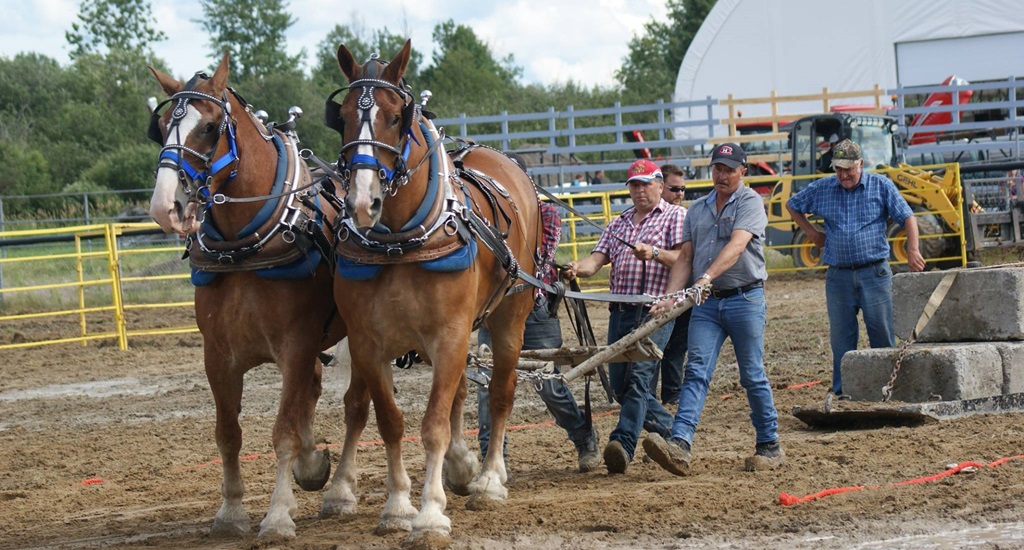 Heavy Horse Pull - Timmins Fall Fair