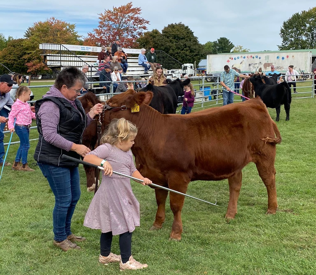 Cattle Show Judging - Wallacetown Fair