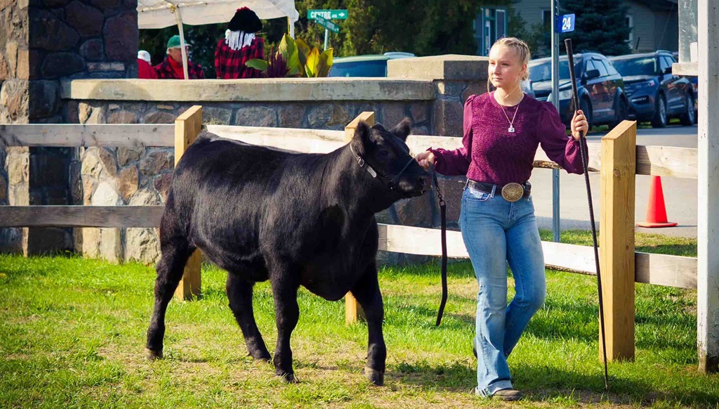 Cattle Show Judging - Warkworth Fall Fair