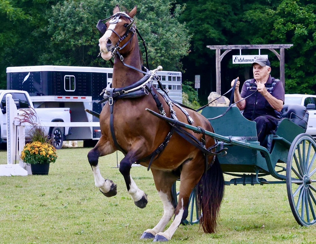 Horse and Trap - Wellesley Fall Fair