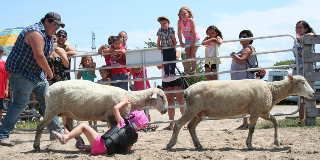 Sheep Riding - Zurich Country Fair