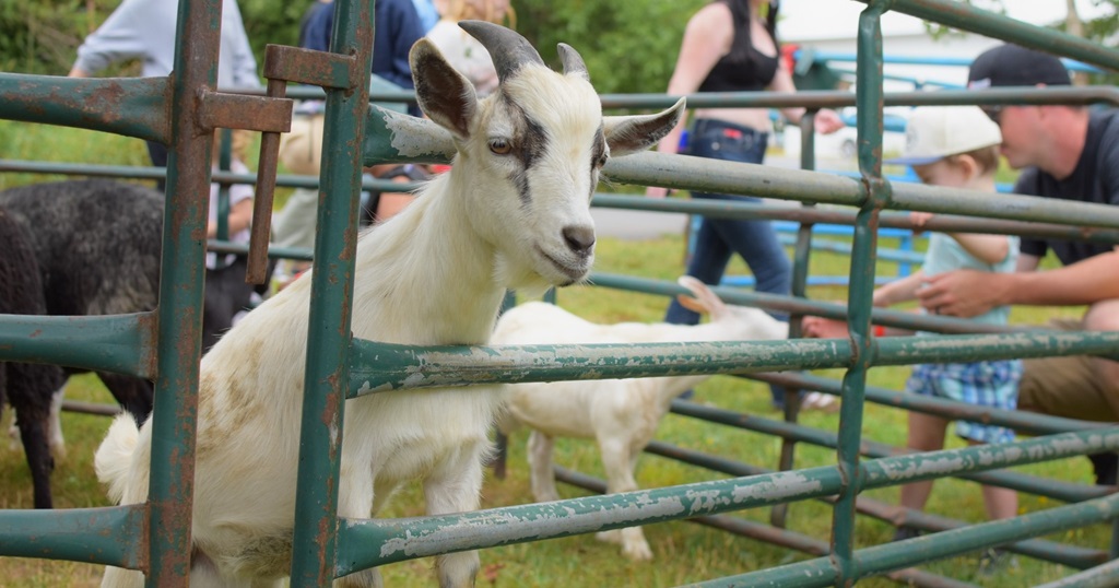 Sheep - Emsdale Fall Fair