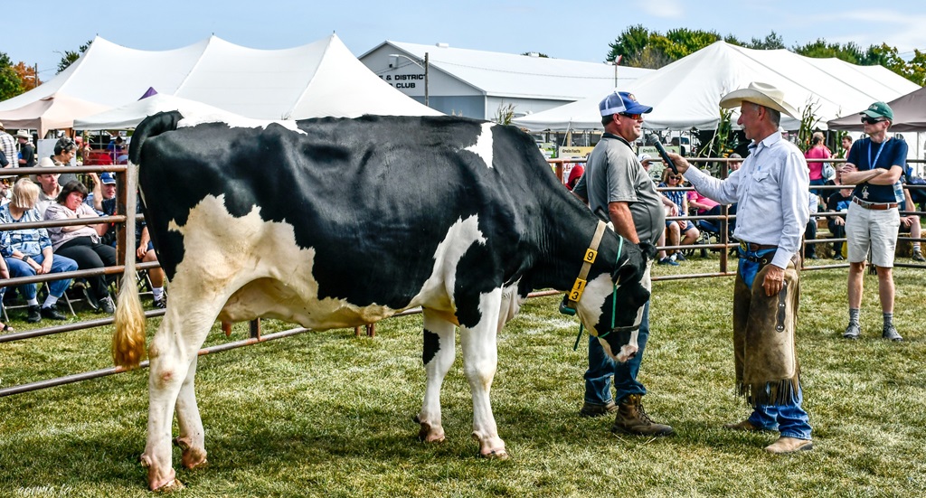 Cow Judging - Glencoe Fair