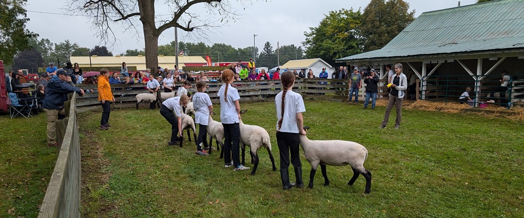 Sheep Judging - Highgate Fair