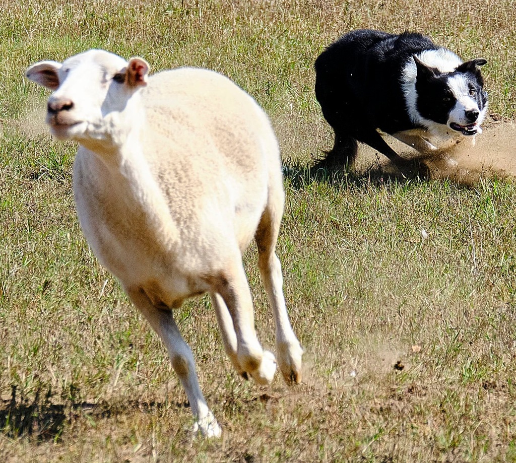 Sheep Trials - Huntsville Fall Fair