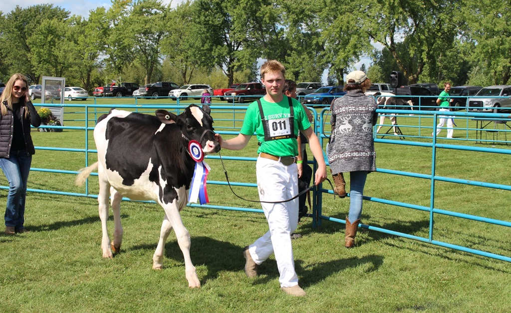 Cow judging - Kirkton Fall Fair