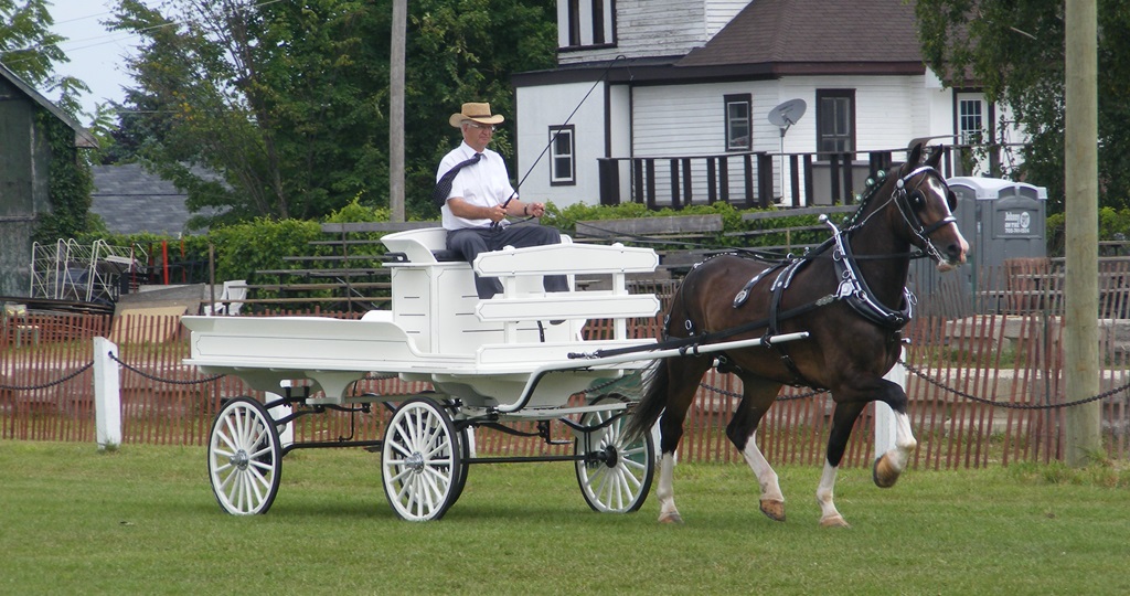 Horse and Wagon - Lakefield Fair