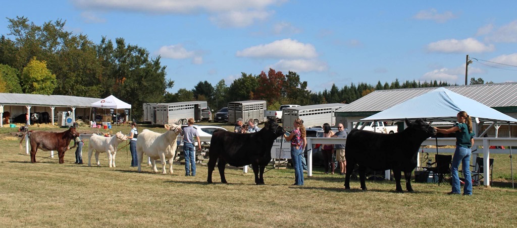 Cattle Judging - Madoc Fair
