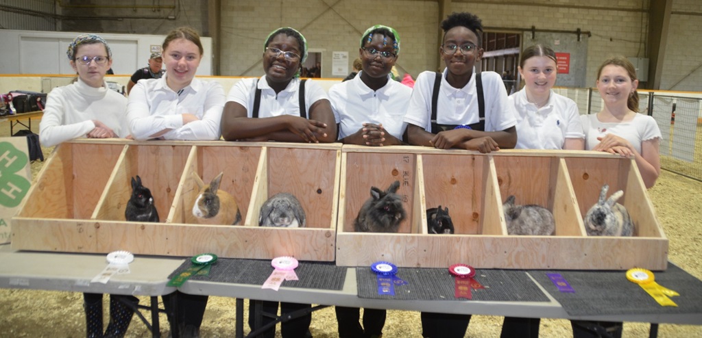 Rabbits - Markham Fair