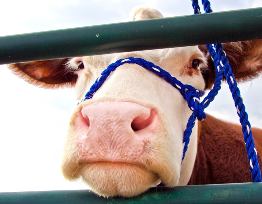 Cattle Show - Napanee Fair