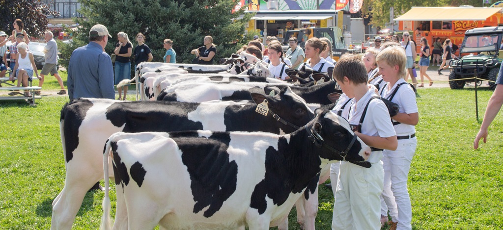Cow Judging - New Hamburg Fall Fair