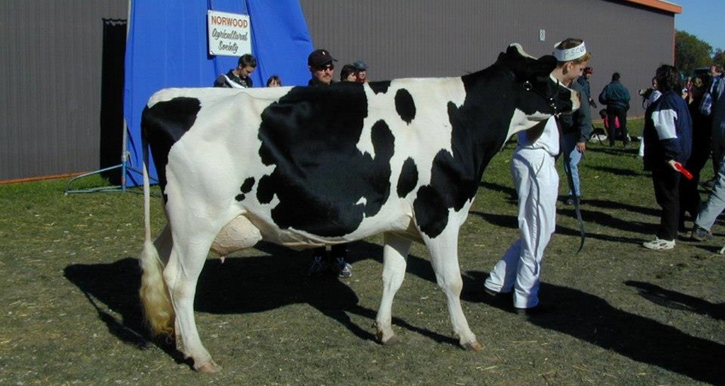 Cow Show - Norwood Fair
