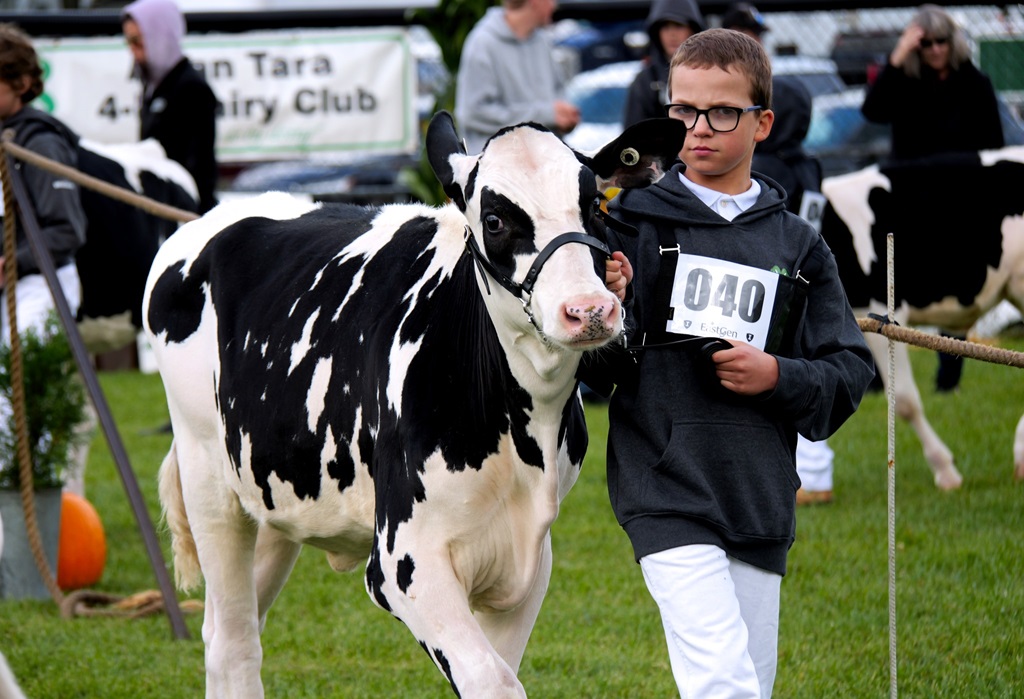 Cattle Judging - Paisley Fall Fair