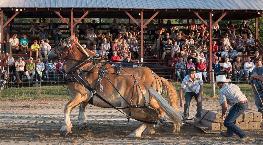 Horse Pull - Parham Fair