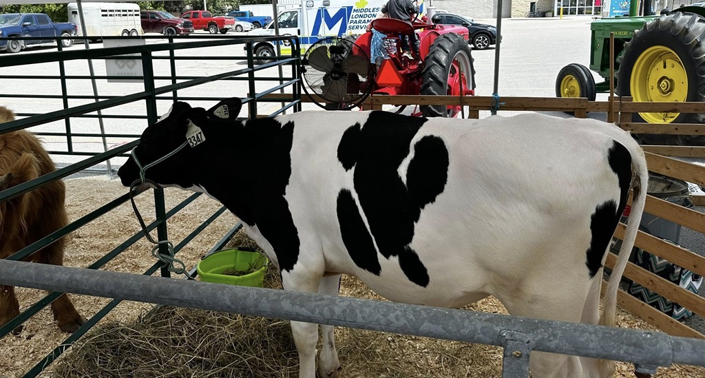 Cattle Show - Parkhill Fair