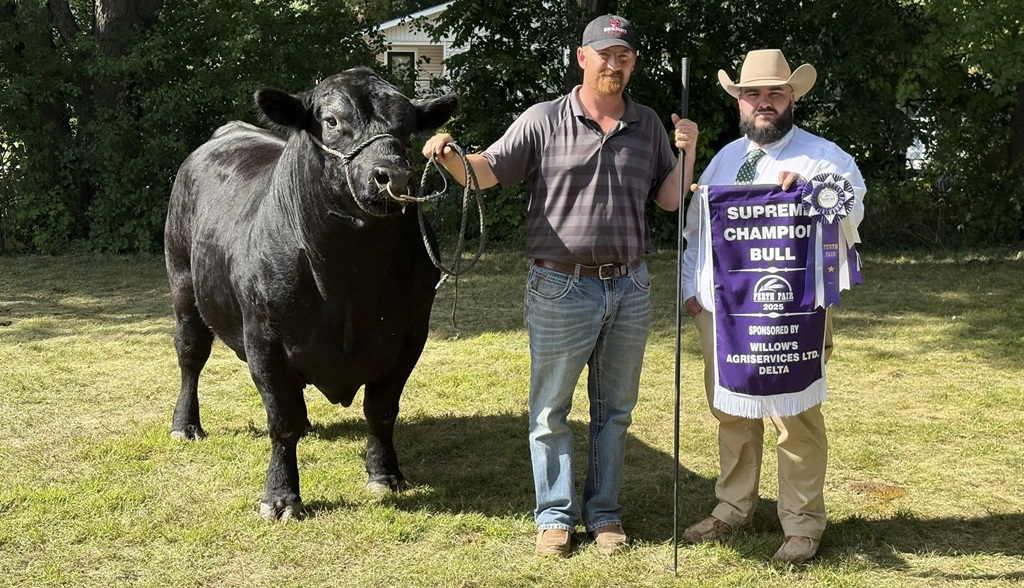 Winning Bull - Perth Fair
