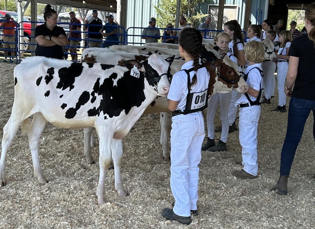 Cow Judging - Picton Fair