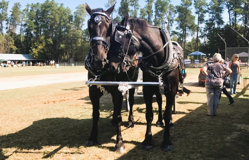 2 Horse Hitch - Ramona Fall Fair