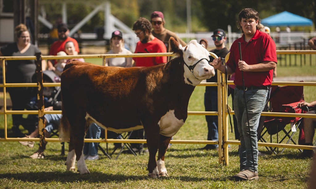 Cattle Show - Riceville Fair